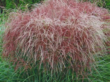 Ozdobnice čínská 'Huron Sunrise' - Miscanthus sinensis 'Huron Sunrise'