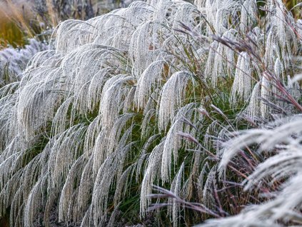 Ozdobnice čínská 'Silver Charm' - Miscanthus sinensis 'Silver Charm'