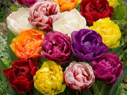 Tulipány DOUBLE - mix