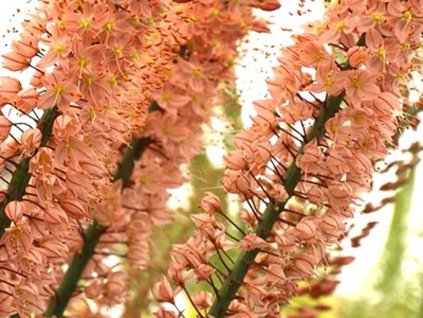 Liliochvostec 'Oase'