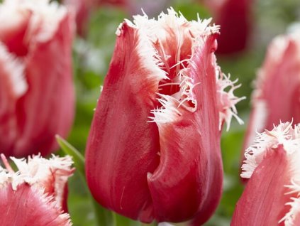 Tulipán 'New Santa'