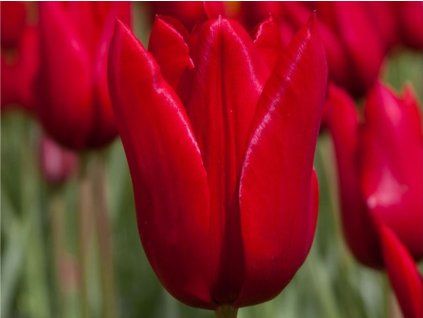 Tulipán 'Dirk'