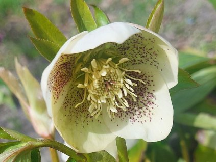 helleborus pretty white spotted