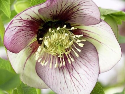 Čemeřice 'Winter Emotions Anemone Picotee' - Helleborus 'Winter Emotions Anemone Picotee'