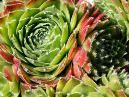 Netřesk x hybr. 'Cassiopea' - Sempervivum x hybr. 'Cassiopea'