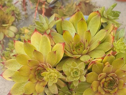 Netřesk x hybr. 'Leo' - Sempervivum x hybr. 'Leo'