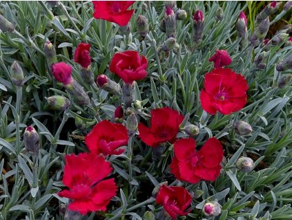 Hvozdík sivý 'Bombardier' - Dianthus gratianopolitanus 'Bombardier'