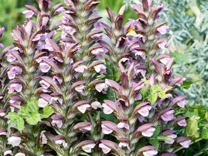 Paznehtník dlouholistý - Acanthus hungaricus