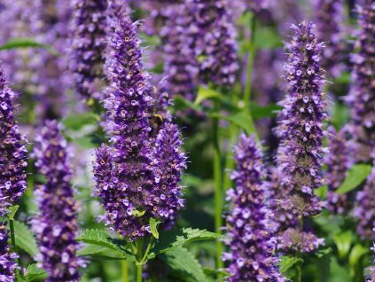 Agastache 'Black Adder' - Agastache 'Black Adder'