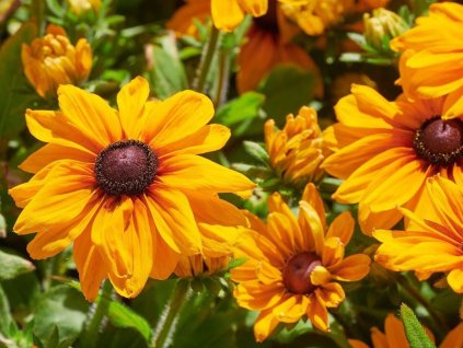 Třapatka (Rudbékie) srstnatá 'Carolina' - Rudbeckia hirta 'Carolina'