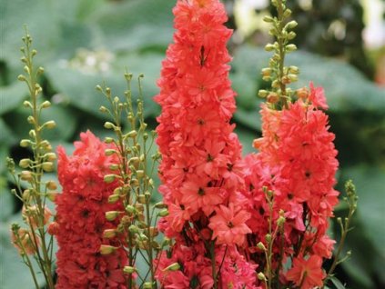 Ostrožka vyvýšená 'Red Lark' - Delphinium elatum 'Red Lark'