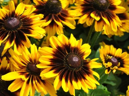 Třapatka (Rudbékie) srstnatá SMILEY Z® 'Tiger'- Rudbeckia SMILEY Z® 'Tiger'