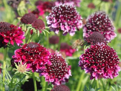 Hlaváč fialový 'Barocca' - Scabiosa columbaria 'Barocca'
