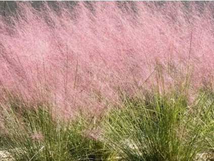 Muhla mexická červená - Muehlenbergia capillaris