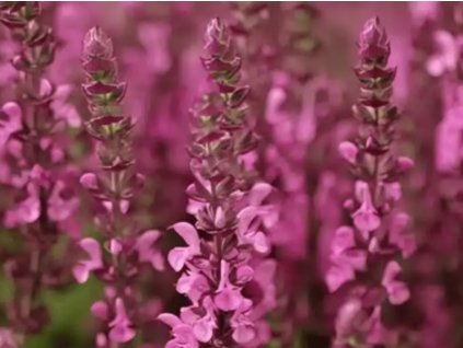 Šalvěj hajní 'Sensation® Medium Pink' - Salvia nemorosa 'Sensation® Medium Pink'