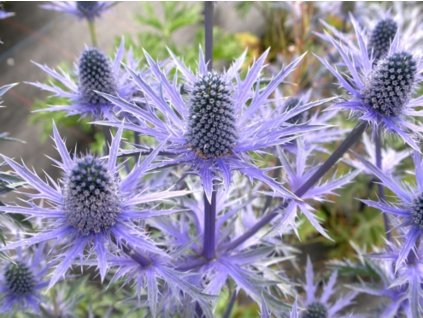Máčka plocholistá 'Grumpy' - Eryngium planum 'Grumpy'