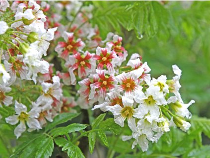 Žlutoroh jeřábolistý  Xanthoceras sorbifolium