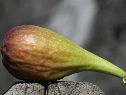 Fíkovník smokvoň 'Longue d'Août'