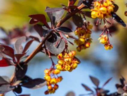 Dřišťál Ottawský 'Auricoma'