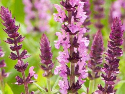 Šalvěj hajní 'Sensation® Compact Rose' - Salvia nemorosa 'Sensation® Compact Rose'
