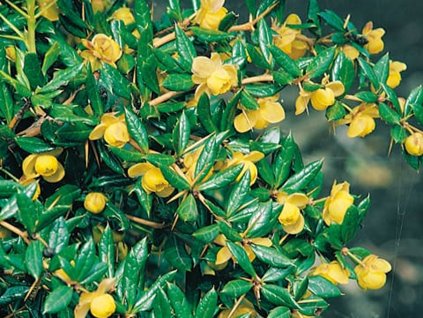 Dřišťál Frikartův 'Amstelveen'