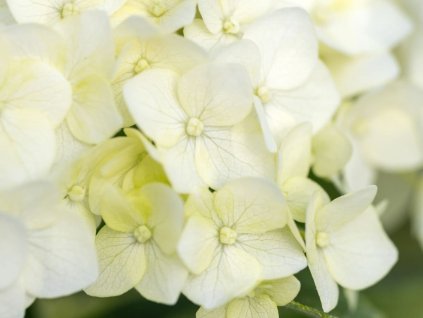 Hortenzie stromečkovitá 'Flower WOW™'