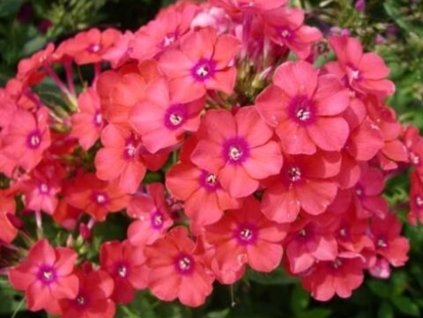 Plaménka latnatá 'Spitfire' - Phlox paniculata 'Spitfire'