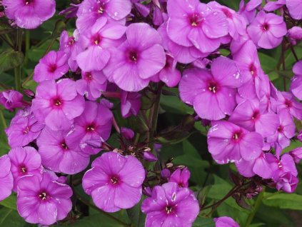 Plaménka latnatá 'Purple Paradise' - Phlox paniculata 'Purple Paradise'