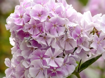 Plaménka latnatá 'Franz Schubert' - Phlox paniculata 'Franz Schubert'