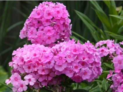 Plaménka latnatá 'Eva Cullum' - Phlox paniculata 'Eva Cullum'
