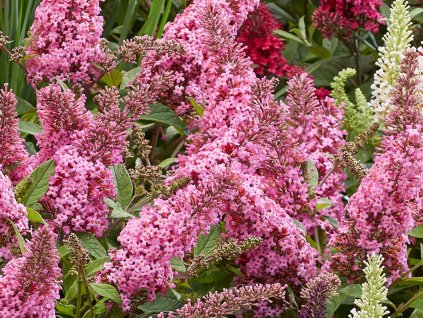 Komule Davidova Butterfly Candy 'Little Bubblegum'