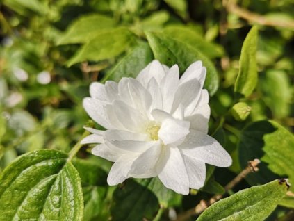 Pustoryl 'Frosty Morn'