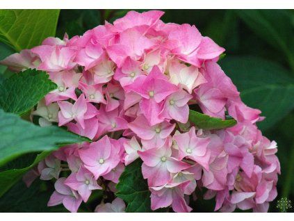 Hydrangea macrophylla Nunki