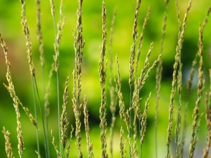 Bezkolenec modrý 'Torch' - Molinia caerulea 'Torch'
