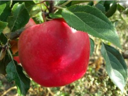 Jabloň 'Skaistis (Brighty)' - kontejner