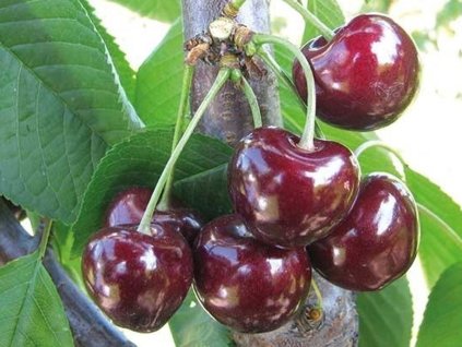 Třešeň 'Horka®' - kontejner