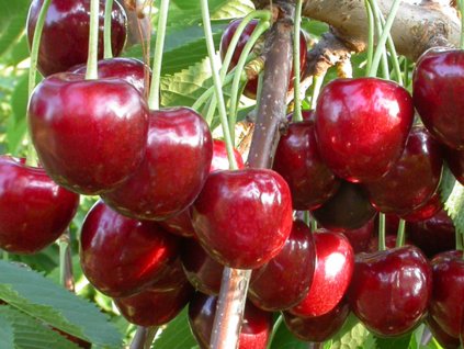 Třešeň 'Early Korvik®' - kontejner