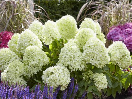 Hortenzie latnatá  Living 'Candy Love'®