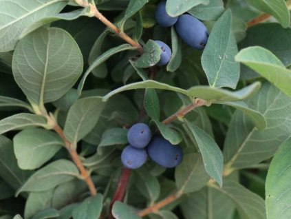 Zimolez kamčatský 'Blue Moon'