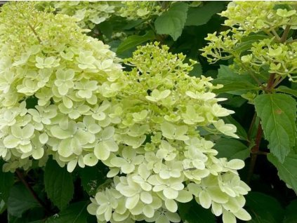 Hortenzie latnatá 'Ruby Hobbit'