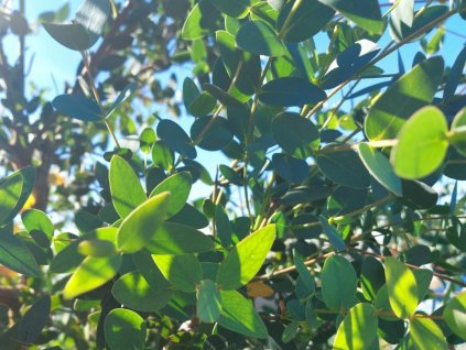 Blahovičník parvula 'Small Leaved Gum'