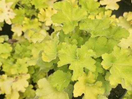 Dlužicha villosa 'Carnival Lime' - Heuchera villosa 'Carnival Lime'