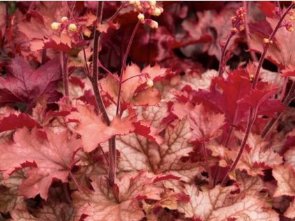 Dlužicha villosa 'Carnival Peach Parfait' - Heuchera villosa 'Carnival Peach Parfait'