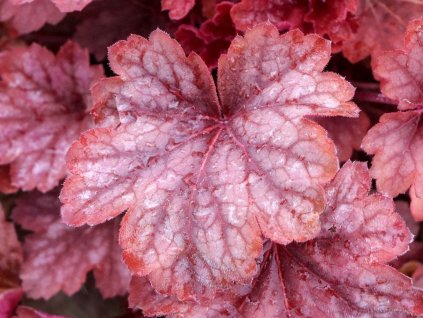 Dlužicha villosa 'Carnival Watermelon' - Heuchera villosa 'Carnival Watermelon'
