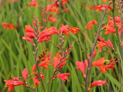 crocosmia fire king 1