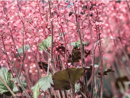 Dlužicha 'Hip Hip Hooray' - Heuchera 'Hip Hip Hooray'