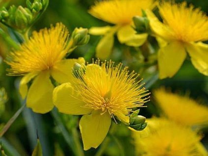 Třezalka tříkvětá 'Gemo'