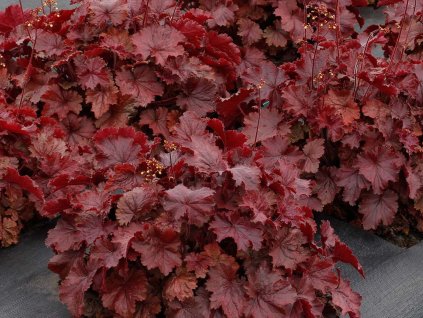 Dlužicha 'Northern Exposure Red' - Heuchera 'Northern Exposure Red'