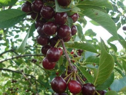 Višeň keřová 'Oblačinská' - kontejner