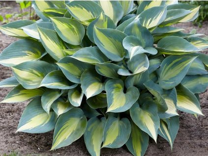 Bohyška 'Catherine' - Hosta 'Catherine'